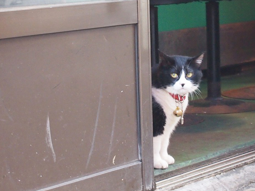 池袋で見かけた猫の写真