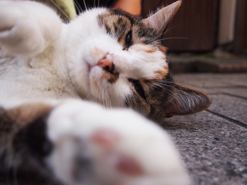 池袋で見かけた猫の写真