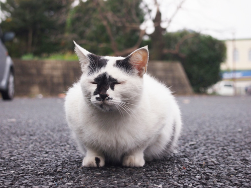 駐車場で見かけた猫の写真