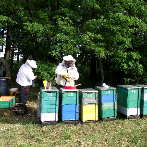 ハンガリーの養蜂家、ペーテルさんとエリカさんの作業の様子