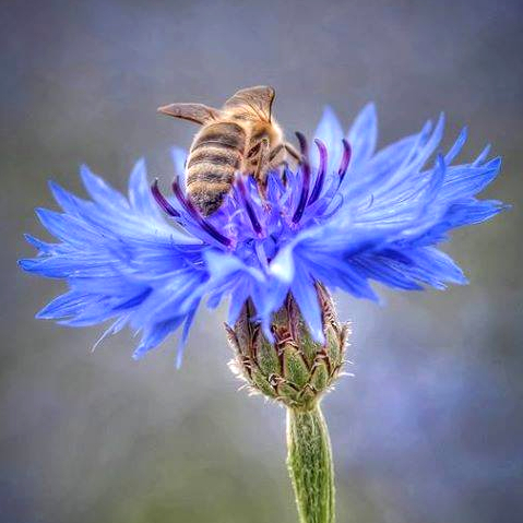 花にとまり蜜をとっているハンガリーの蜂