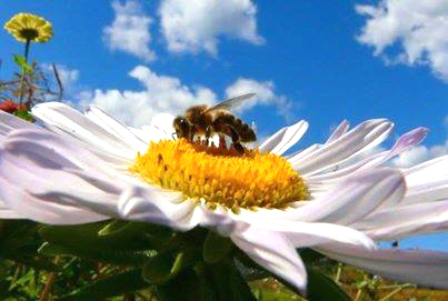 はちみつ採取中のミツバチの写真