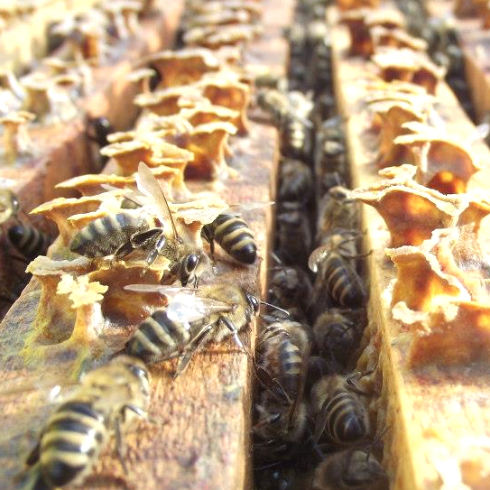 はちみつを採取する箱の中にいるたくさんの蜂たち