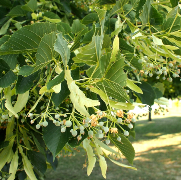 東欧ハンガリーのぼだい樹の花